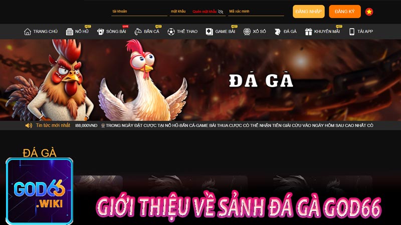 Giới thiệu về sảnh đá gà GOD66