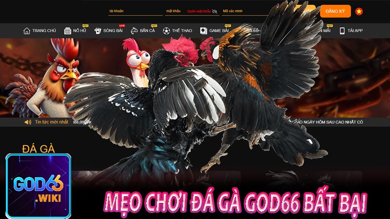 Mẹo chơi đá gà GOD66 bất bại